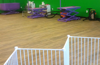 dog grooming Photo1